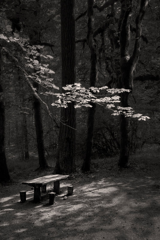 Black and White image of abandoned picnic table in rainforest on Olympic Peninsula, WA
