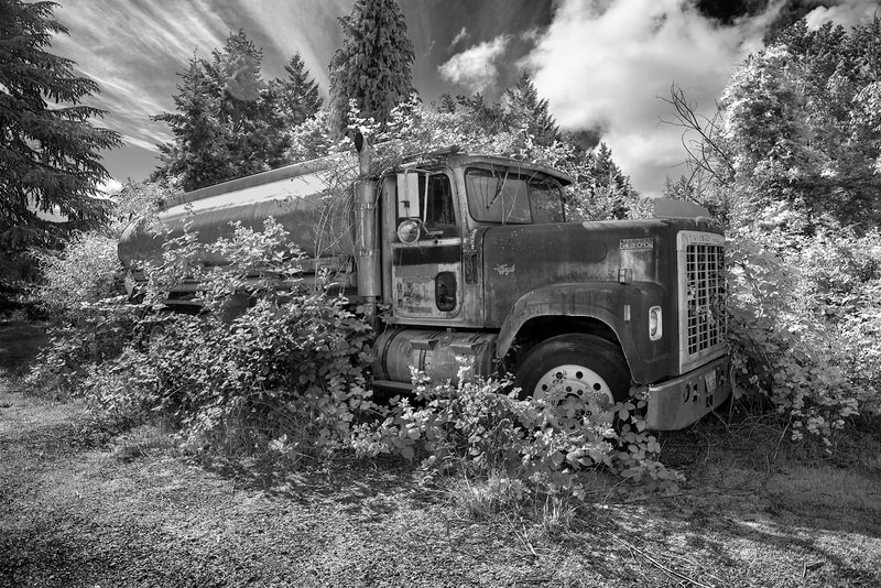 Black and White image of abandoned truck being overgrown by blackberries in WA