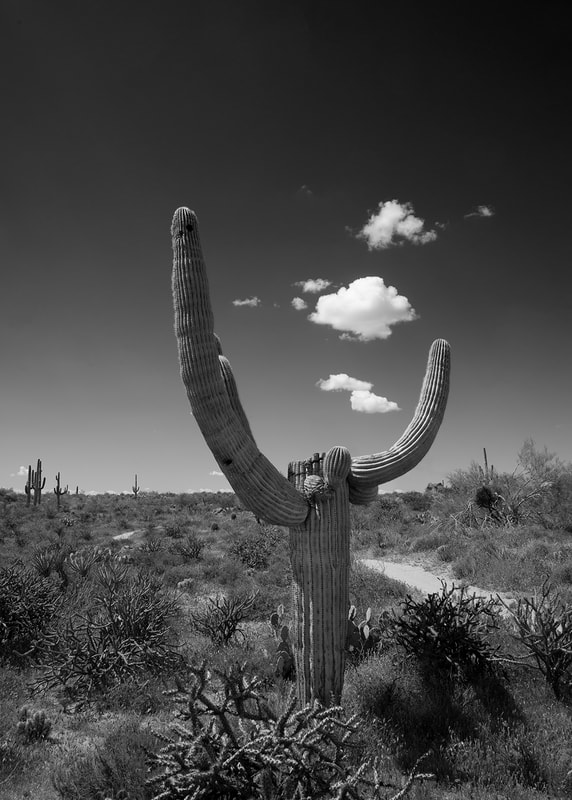Black and White image of Saguaro Cactus with clouds above, AZ