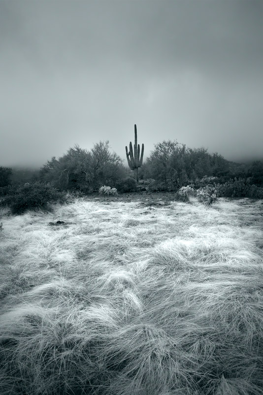 Black and White image of Saguaro Cactus in storm. AZ